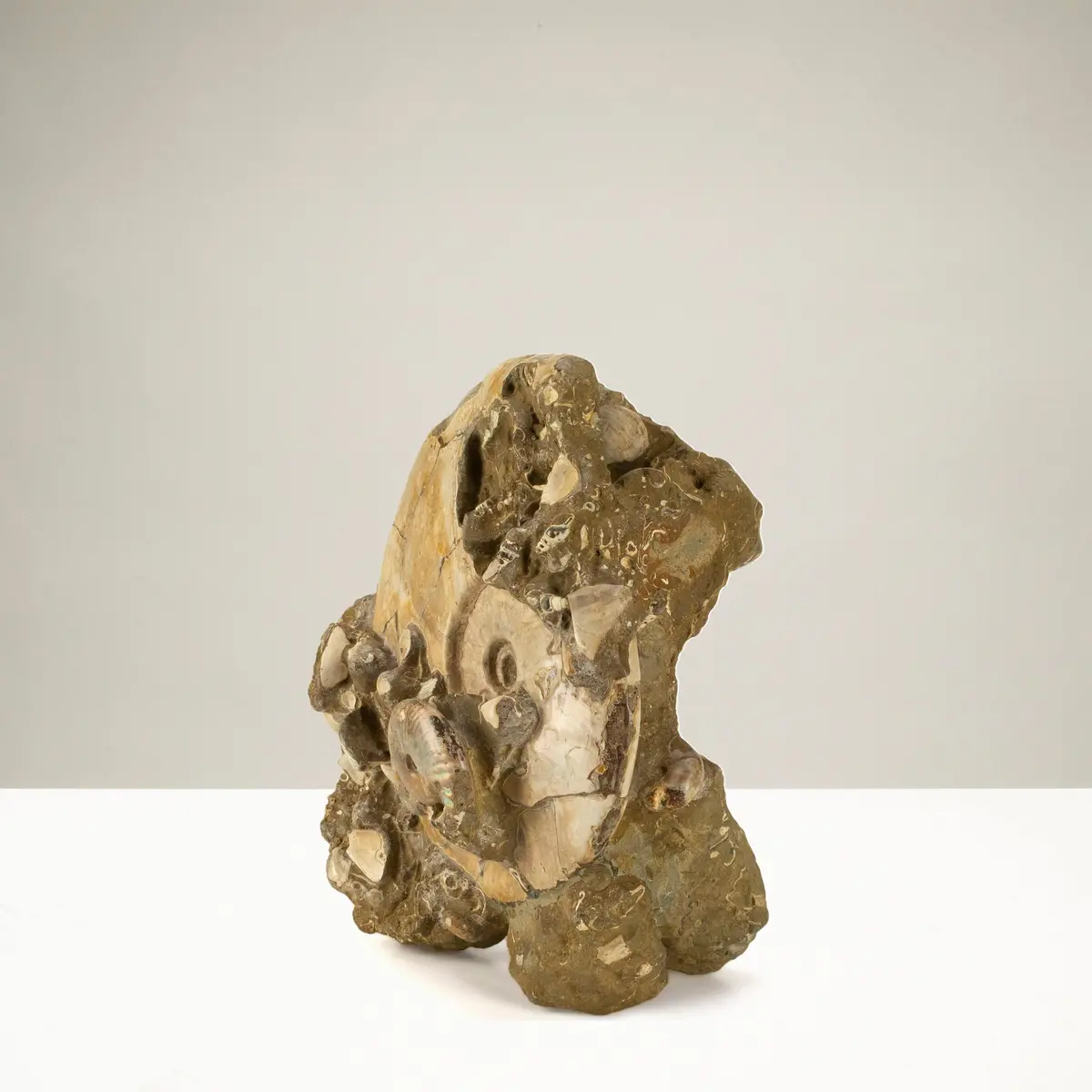 Natural Ammonite Colony In Matrix From Madagascar - 13" / 22 Lbs 1