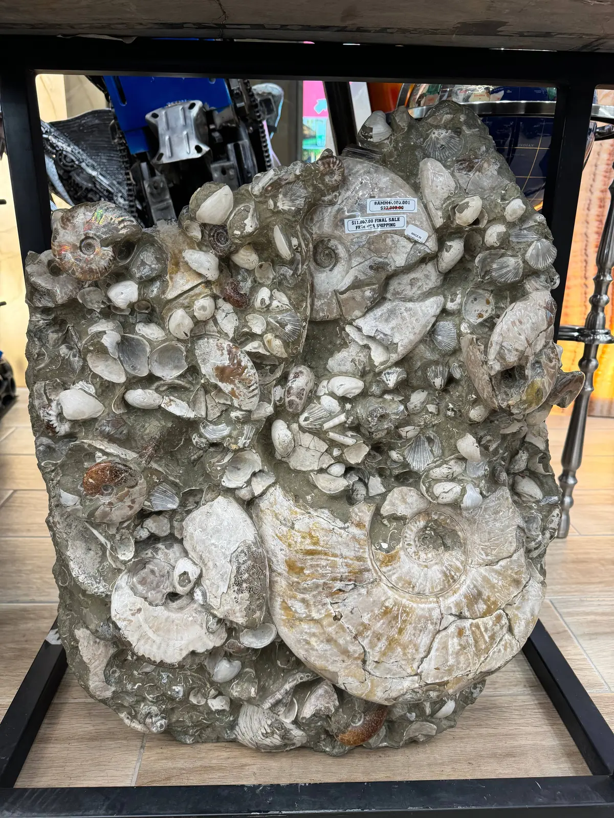 Natural Ammonite Colony In Matrix From Madagascar - 27" / 207 Lbs 1