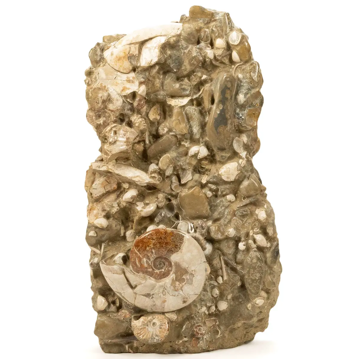 Natural Ammonite Colony In Matrix From Madagascar - 31" / 167 Lbs 1