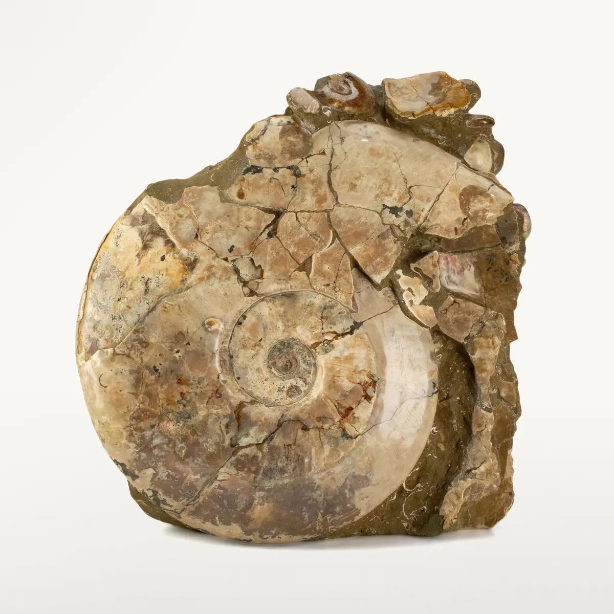 Natural Opalized Ammonite Colony From Madagascar - 25" / 42 Lbs 1