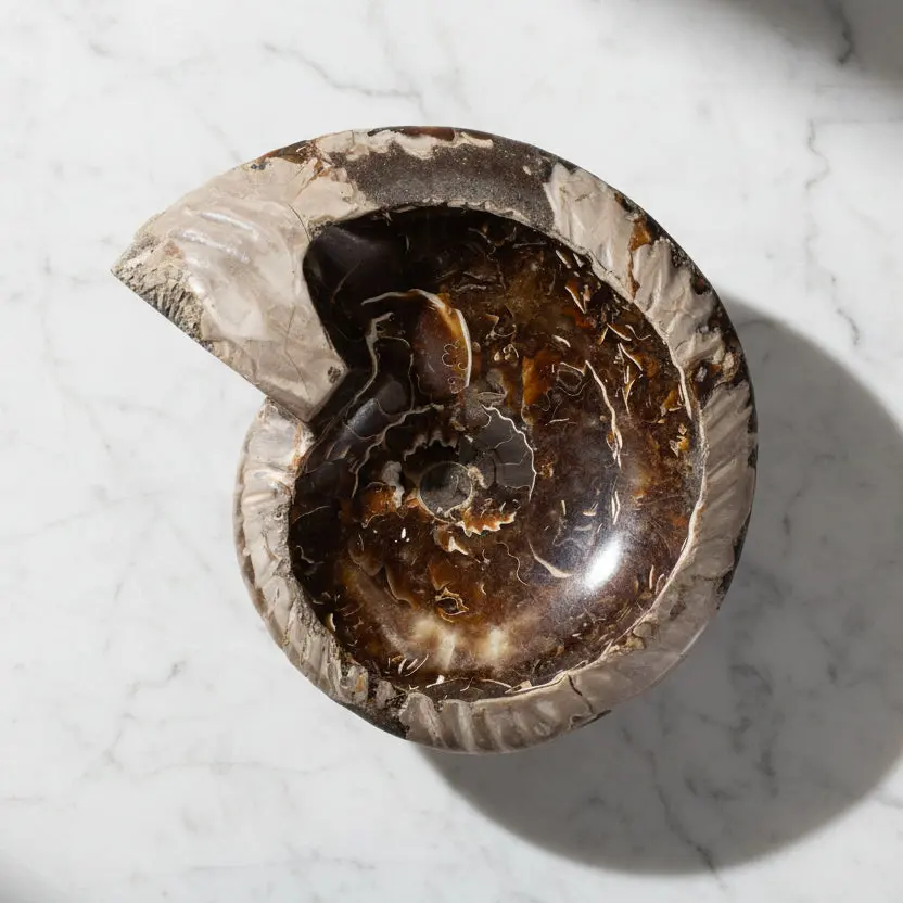 Large Ammonite Bowl/ Ashtray - 7" 1
