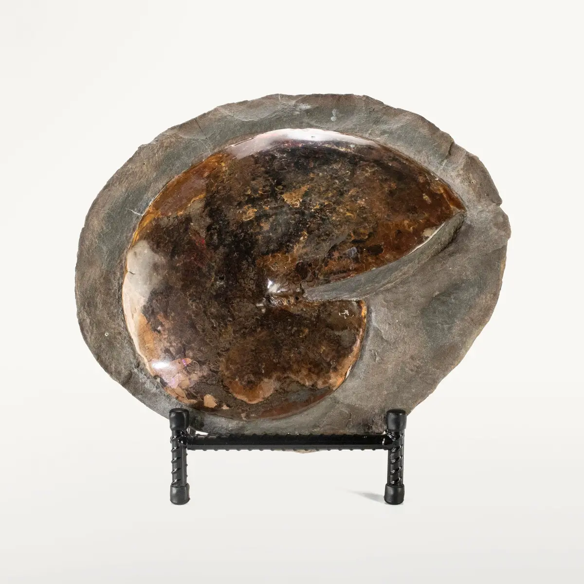 Madagascar Ammonite In False Matrix - 12" 1