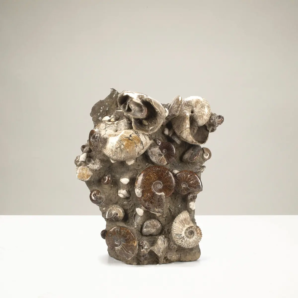 Natural Ammonite Grouping From Madagascar - 27” / 189 Lb 1