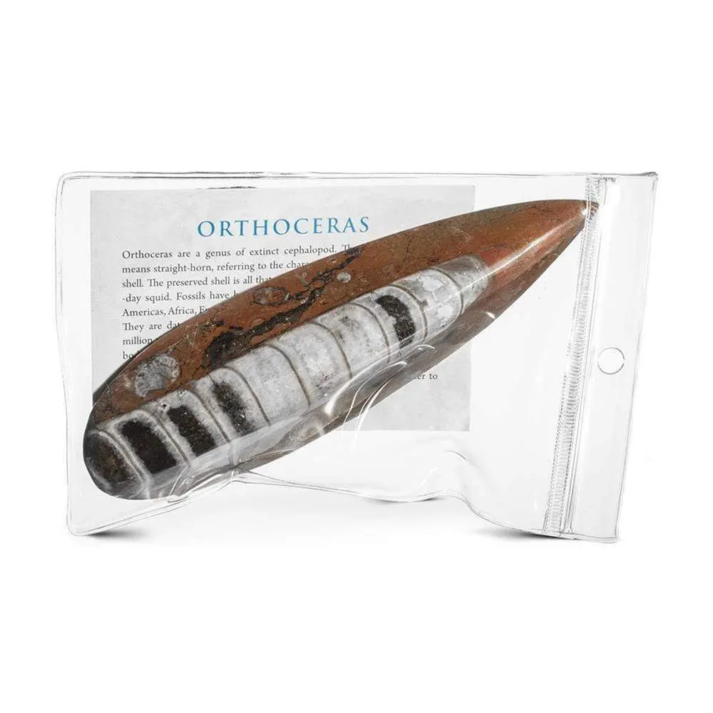 Orthoceras Fossils - 3D Red 1