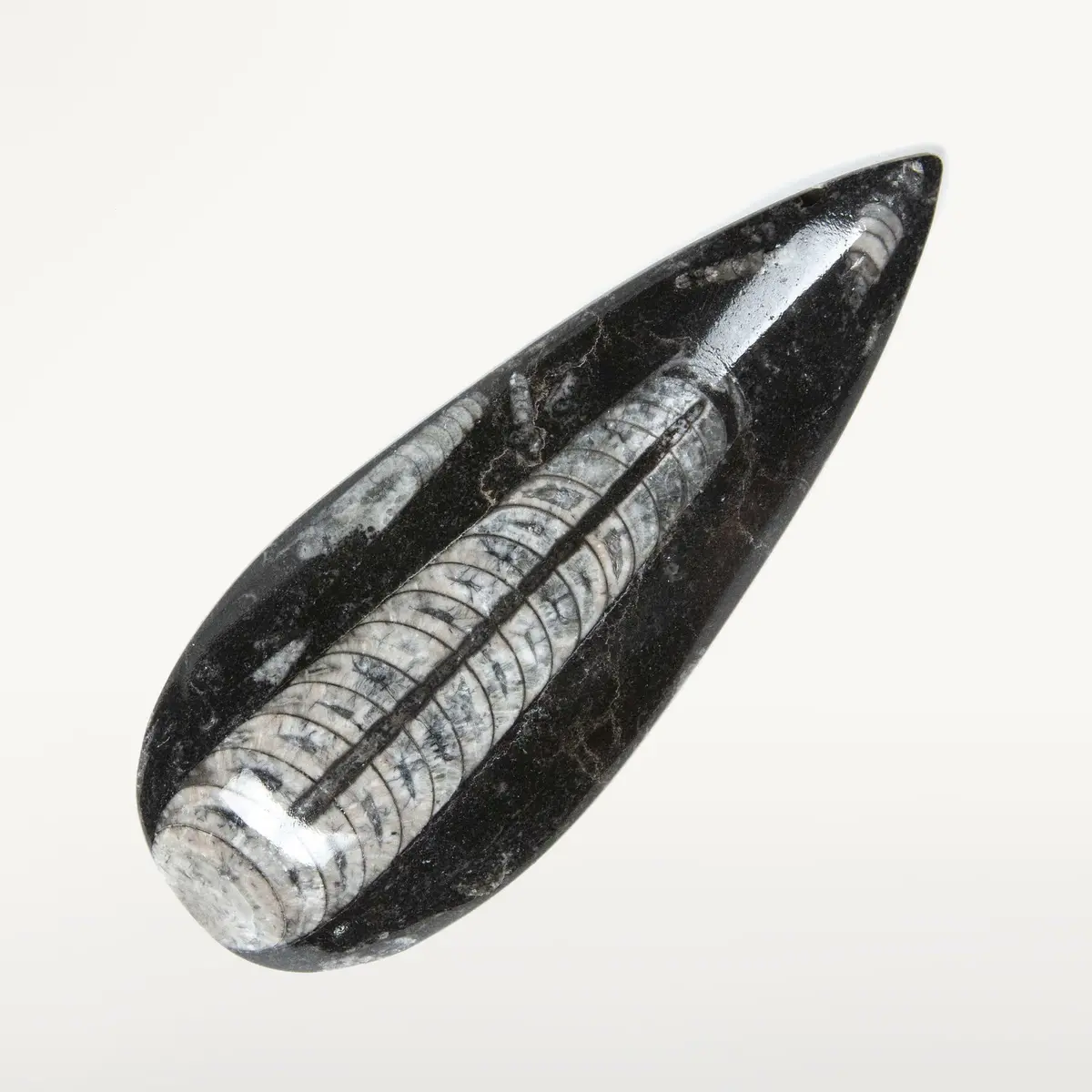 Orthoceras Fossil From Morocco 1