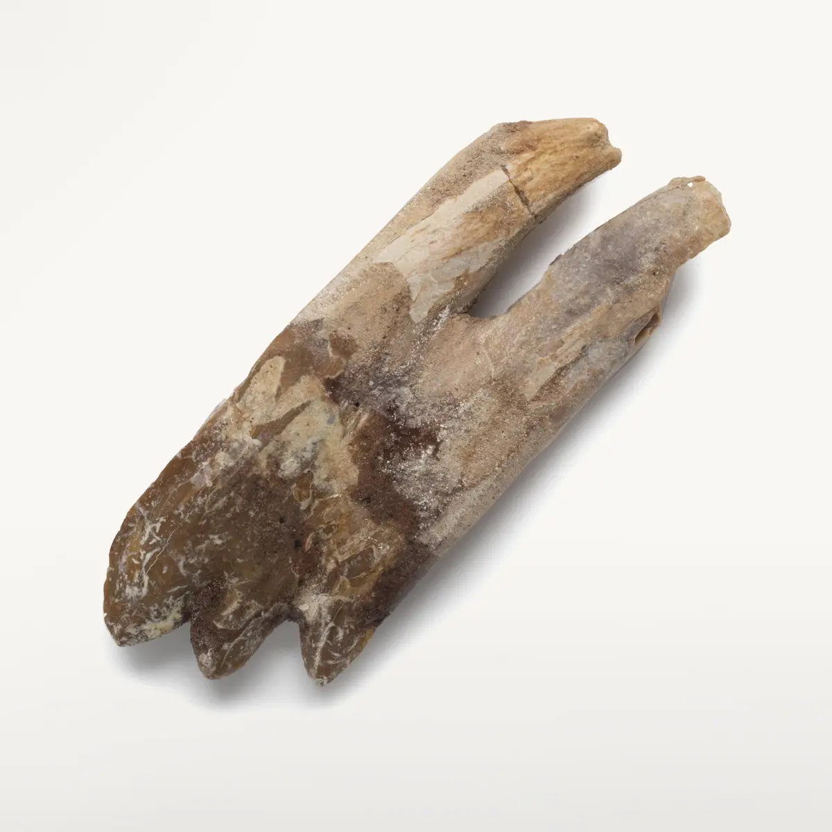 Natural Prehistoric Basilosaurus Whale Tooth From Morocco  - 2.7 In 1