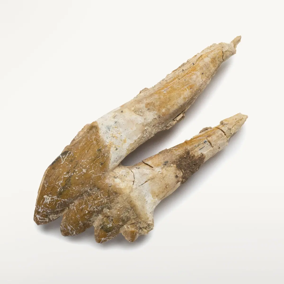 Natural Prehistoric Basilosaurus Whale Tooth From Morocco  - 3.8 In 1