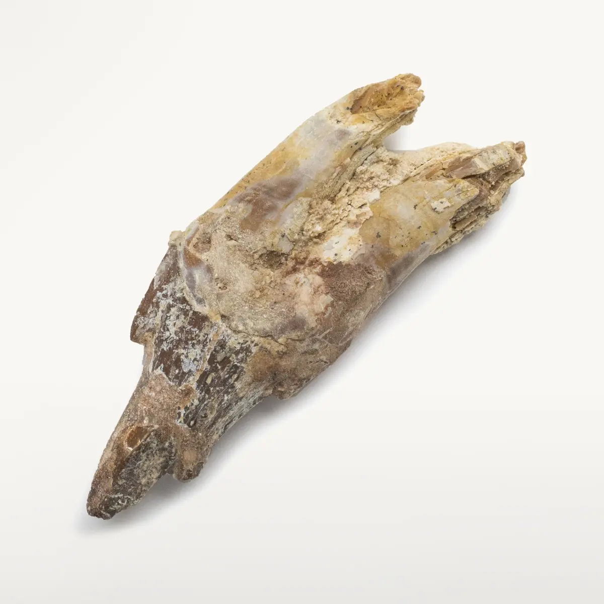 Natural Prehistoric Basilosaurus Whale Tooth From Morocco  - 3 In 1