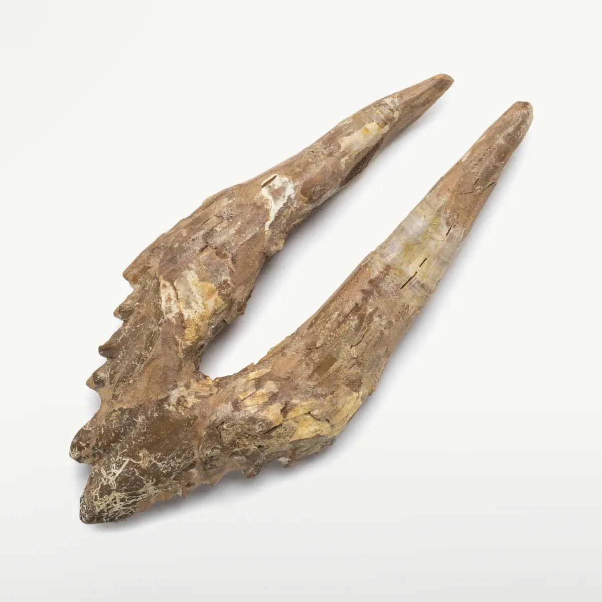 Natural Prehistoric Basilosaurus Whale Tooth From Morocco  - 7.1 In 1