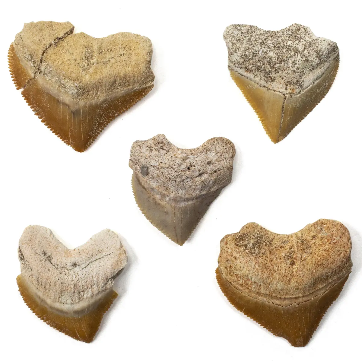 Corax Shark Teeth Fossils (5 Pcs) 1