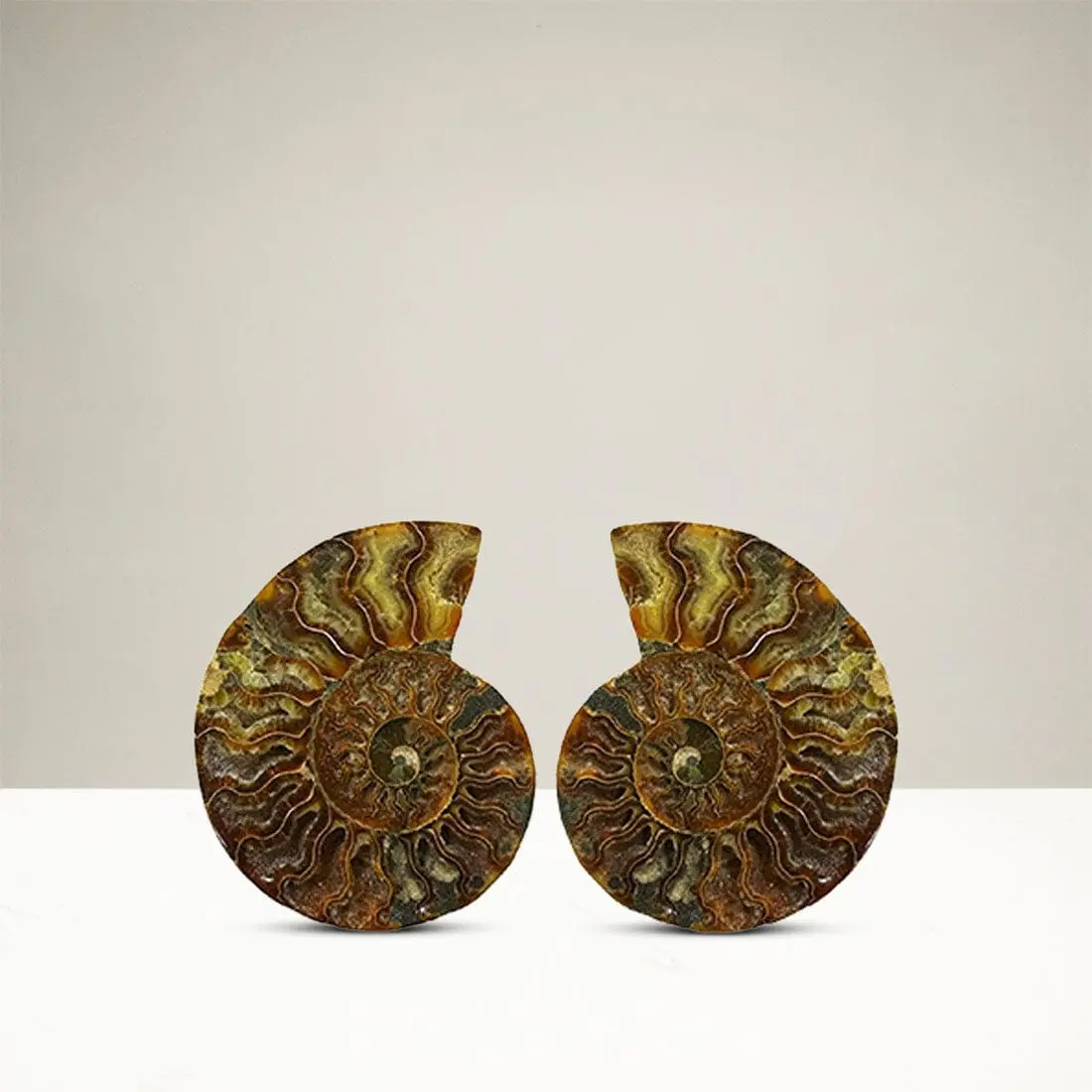 Ammonite Pair From Madagascar 1