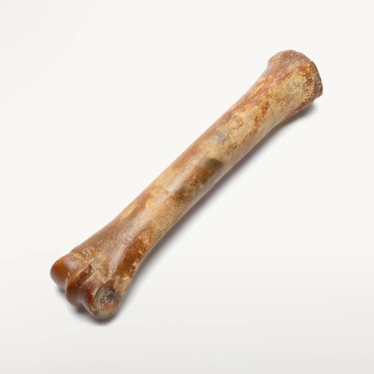 Authentic Ice Age Horse Leg Bone Fossil 1