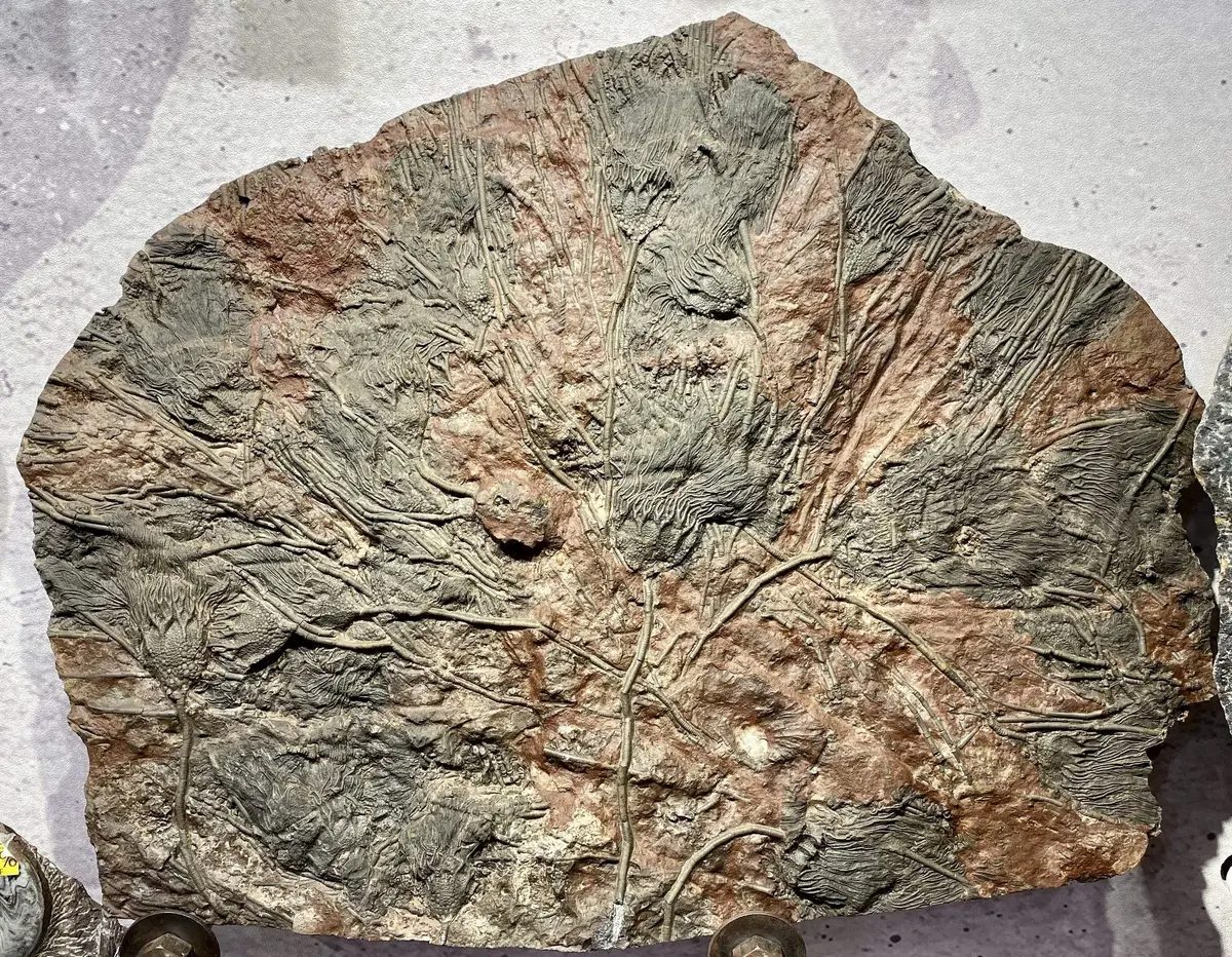 Morocco Authentic Crinoid Colony - 36" X 33" 1