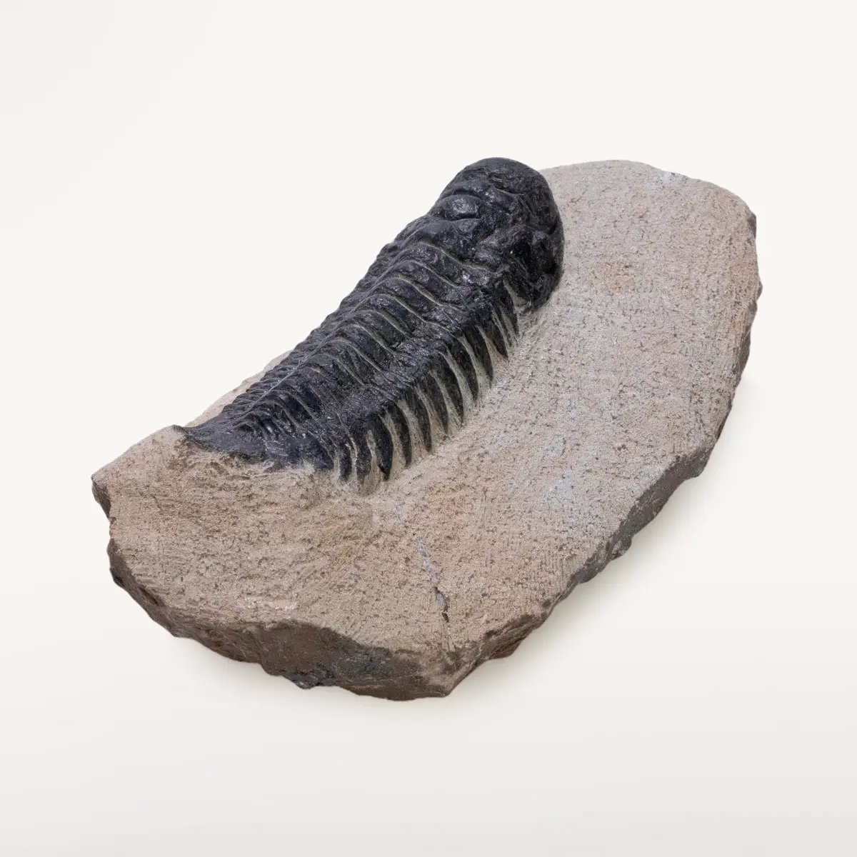 Crotalocephalus Trilobite In Matrix From Morocco 1