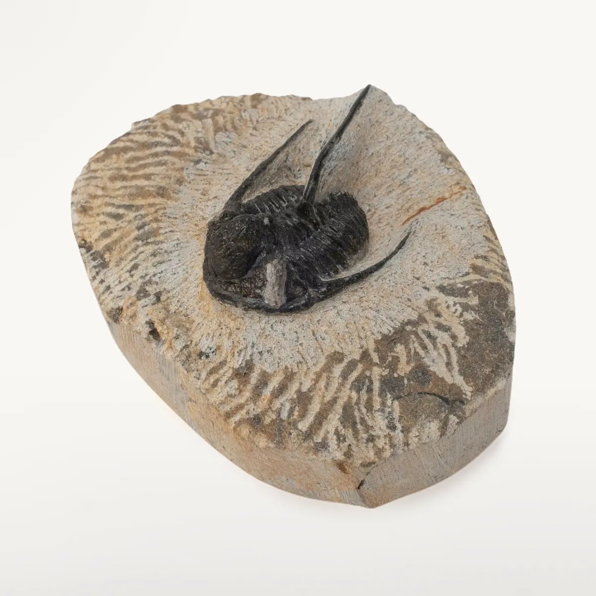 Cyphaspis Trilobite In Matrix From Morocco 1