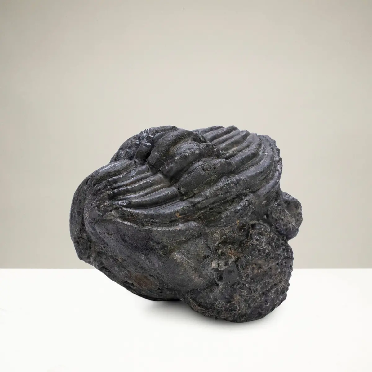 Enrolled Drotops Trilobite From Morocco - 2.3" 1