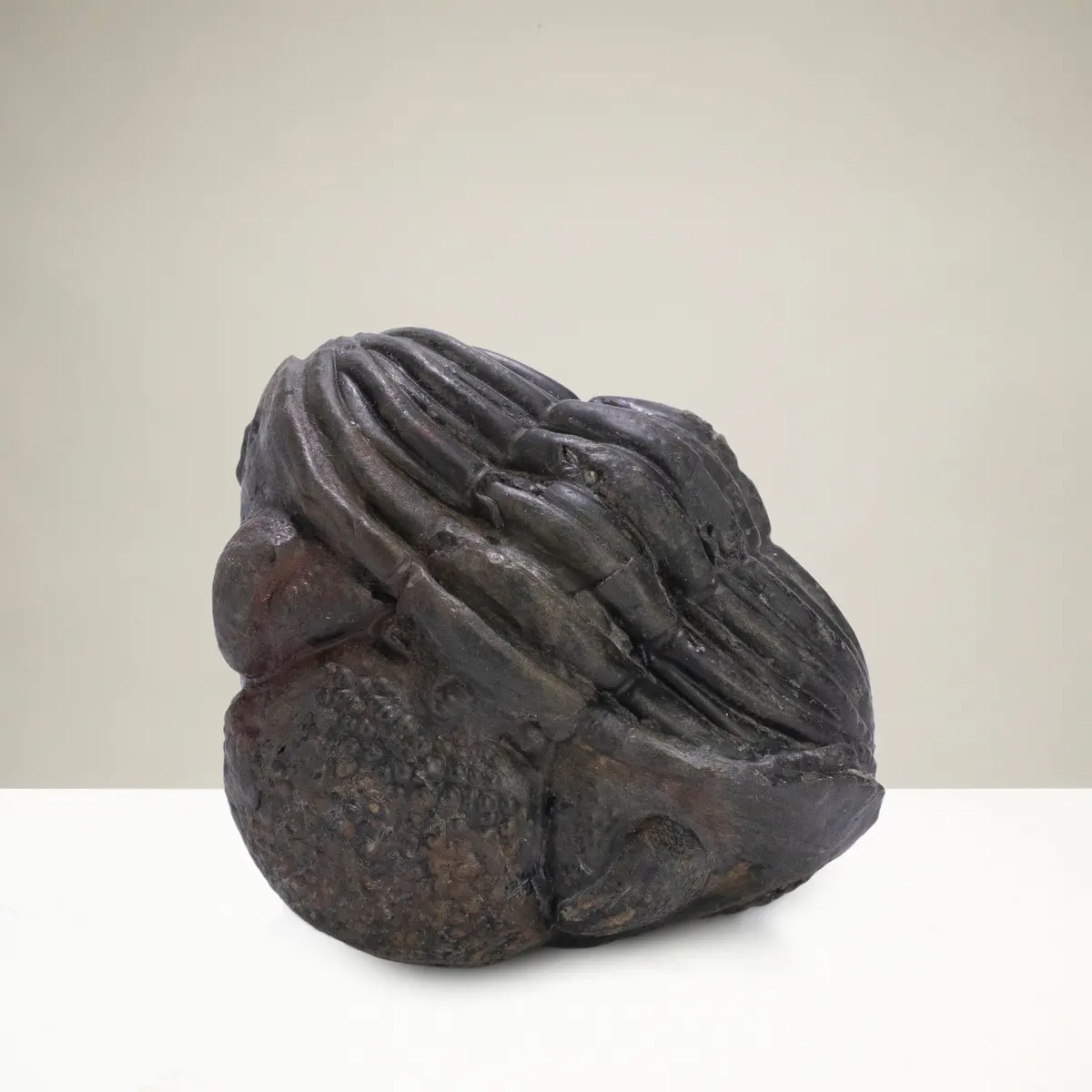 Enrolled Drotops Trilobite From Morocco - 2.5" 1