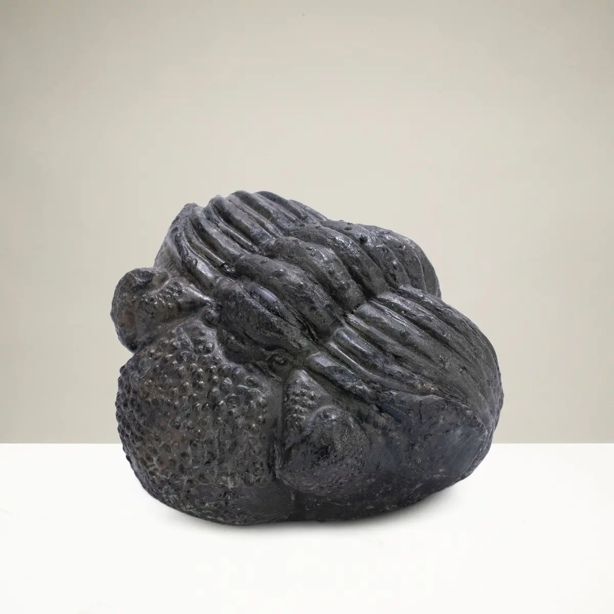 Enrolled Drotops Trilobite From Morocco - 2.7" 1