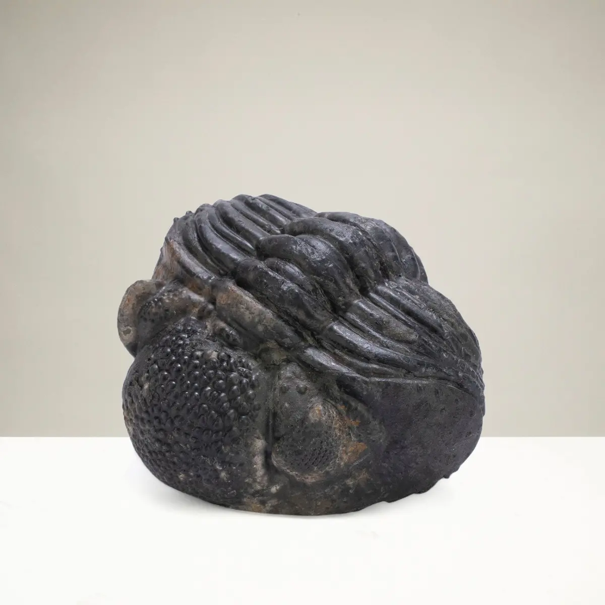 Enrolled Drotops Trilobite From Morocco - 2.8" 1