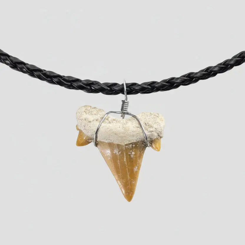 Authentic Fossil Shark Tooth Necklace 1