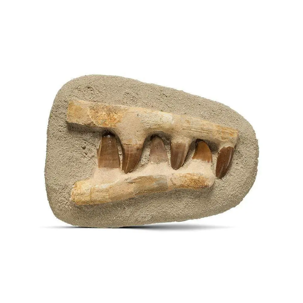 Genuine Morocco Mosasaurs Jaw And Teeth 1