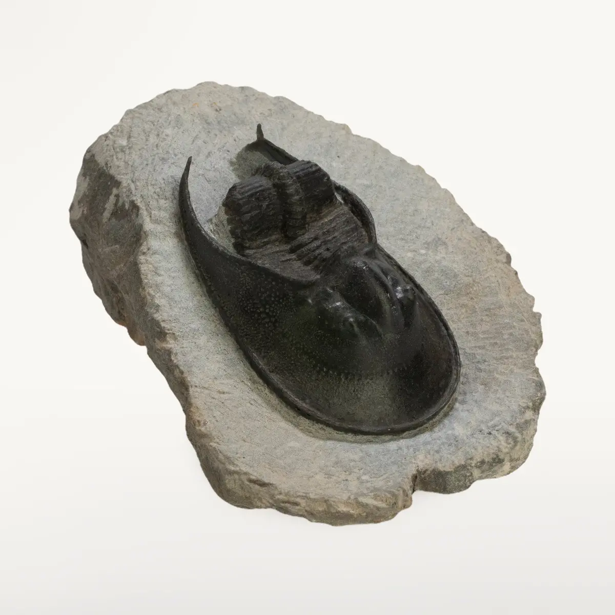 Harpes Trilobite On Matrix From Morocco - 1.7" 1