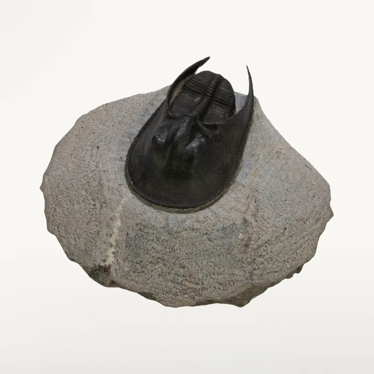 Harpes Trilobite On Matrix From Morocco - 1.7" 1