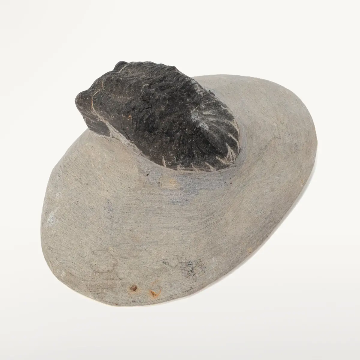 Hollardops Trilobite In Matrix From Morocco 1