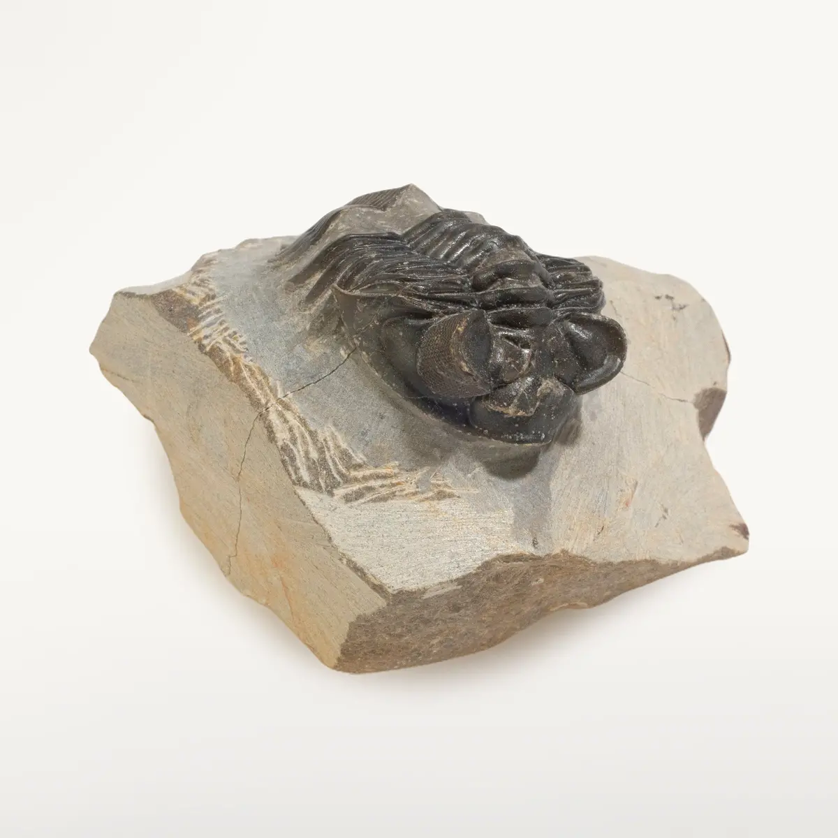 Hollardops Trilobite In Matrix From Morocco 1