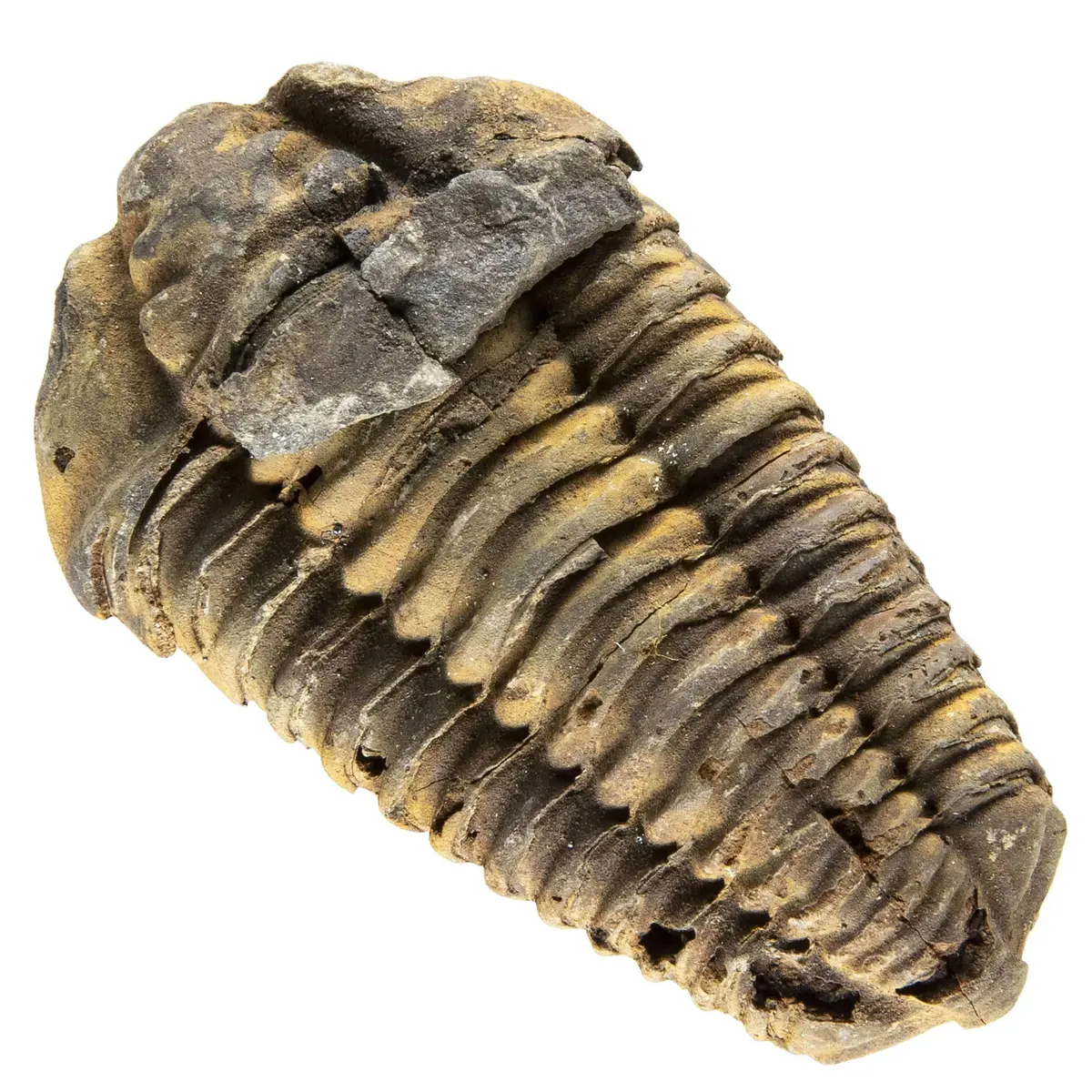 Large Calymene Trilobite From Morocco 1