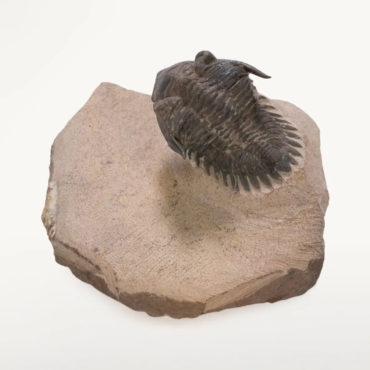 Metacanthina Issoumourensis Trilobite On Matrix From Atchana, Morocco - 1.7" 1