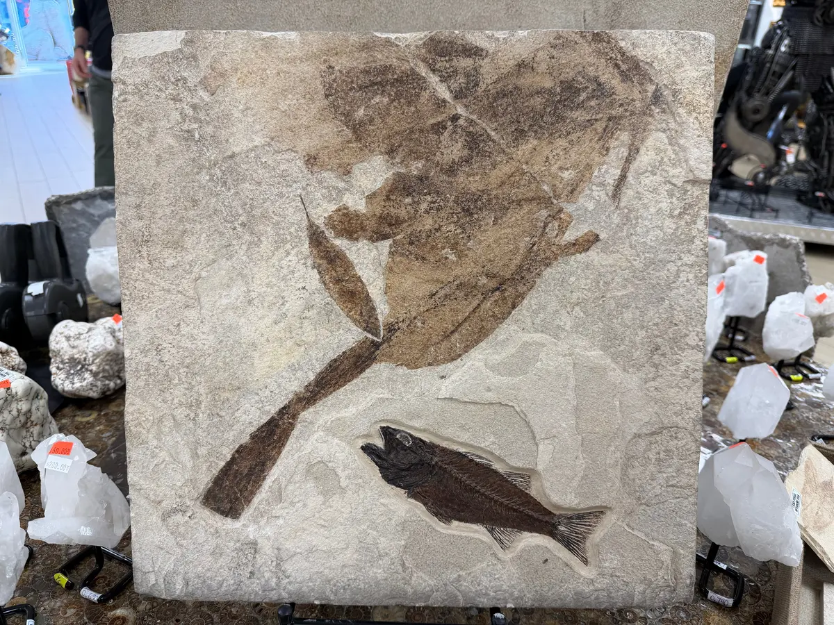 Mioplosus Fish Fossil — Green River, Wyoming 1