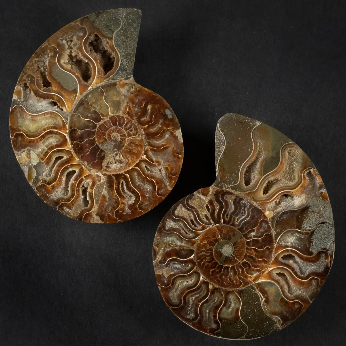 Natural Ammonite Pair From Madagascar - 4-6" 1
