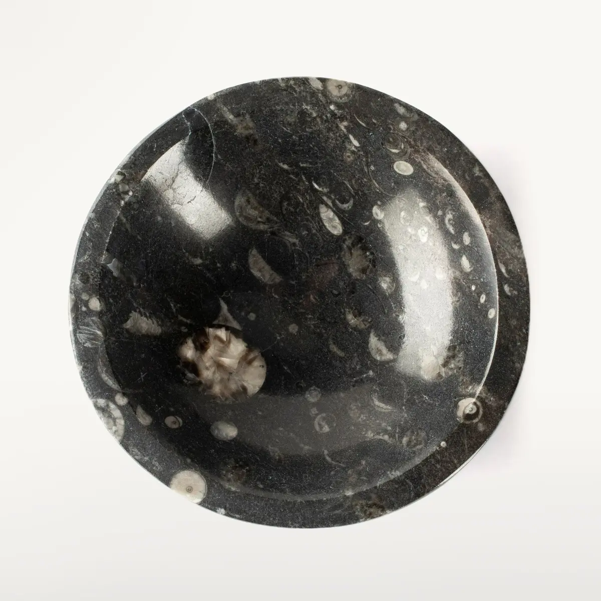 Natural Black Orthoceras Bowl From Morocco- 5" 1