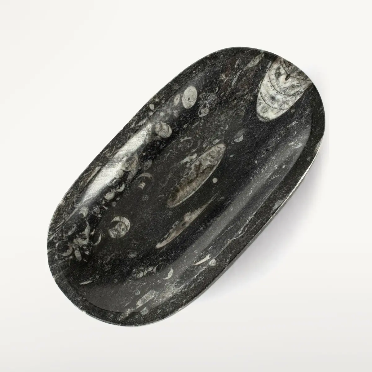 Natural Black Orthoceras Oval Bowl From Morocco - 7.5" 1