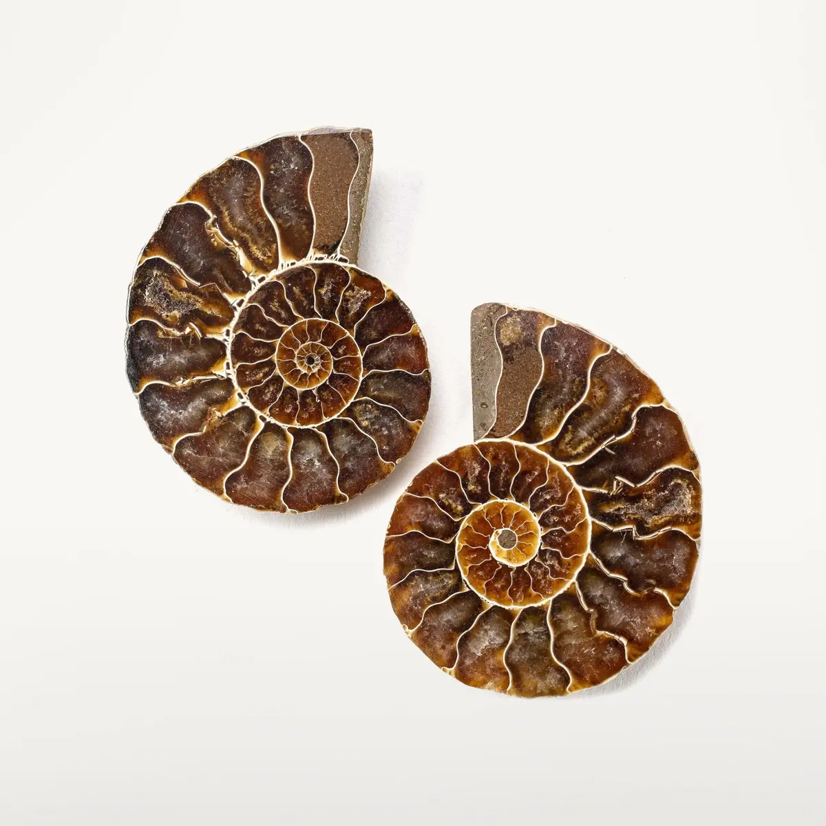 Natural Extinct Ammonite Shell Pair From Madagascar 1