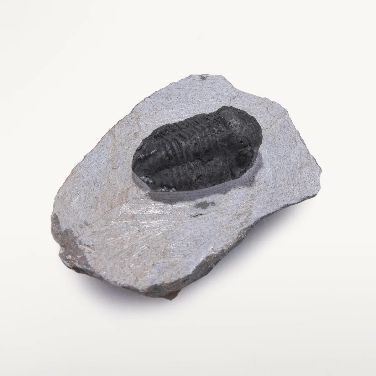 Natural Trilobite On Matrix From Morocco 1