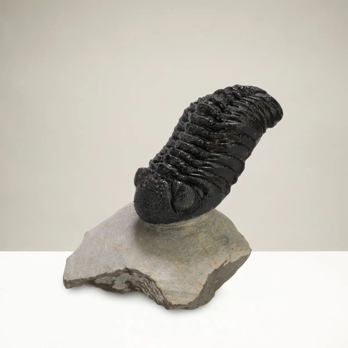 Pedinopariops Trilobite On Matrix From Morocco - 2.4" 1