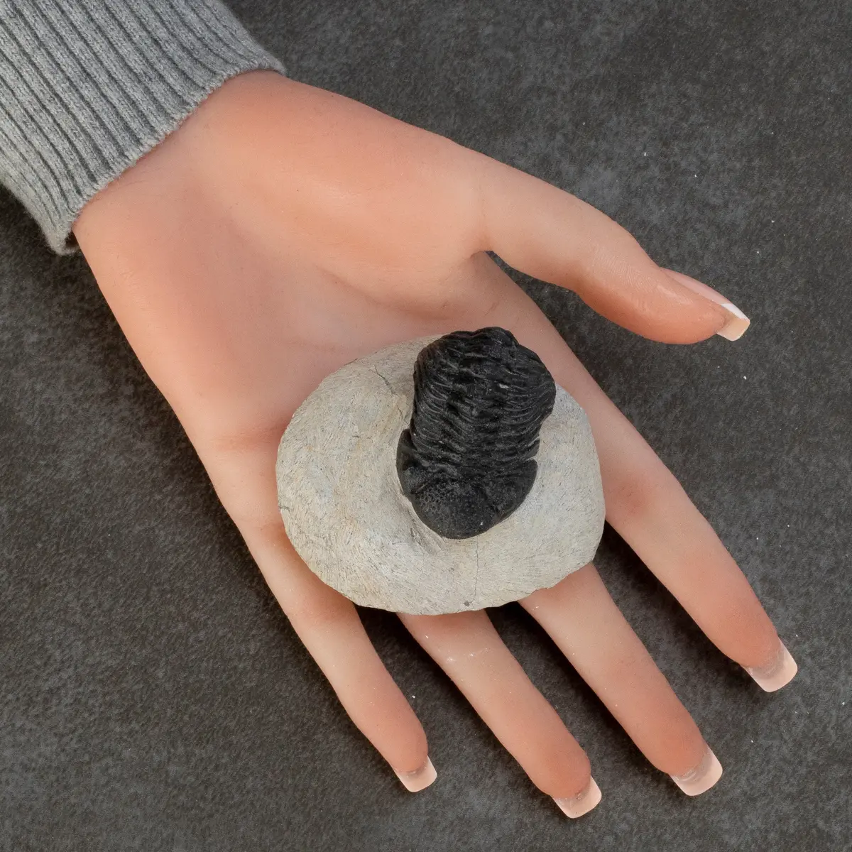 Phacops Trilobite In Matrix From Morocco 1