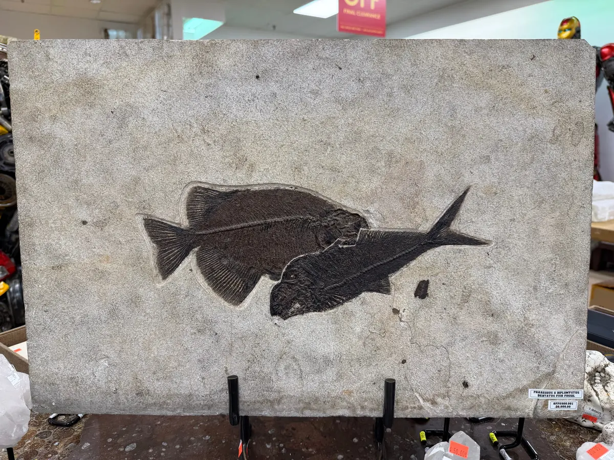Phareodus & Diplomystus Dentatus Fish Fossil - Wyoming 1