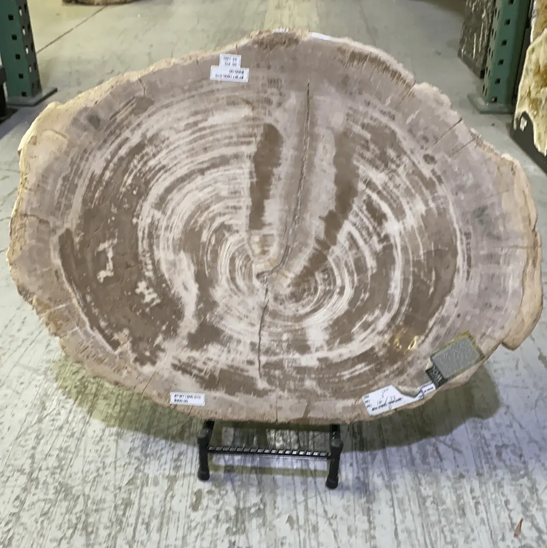 Pwt1800.010 - Petrified Wood Table Top 20 Kg/ 44 Lbs- Indonesia 1