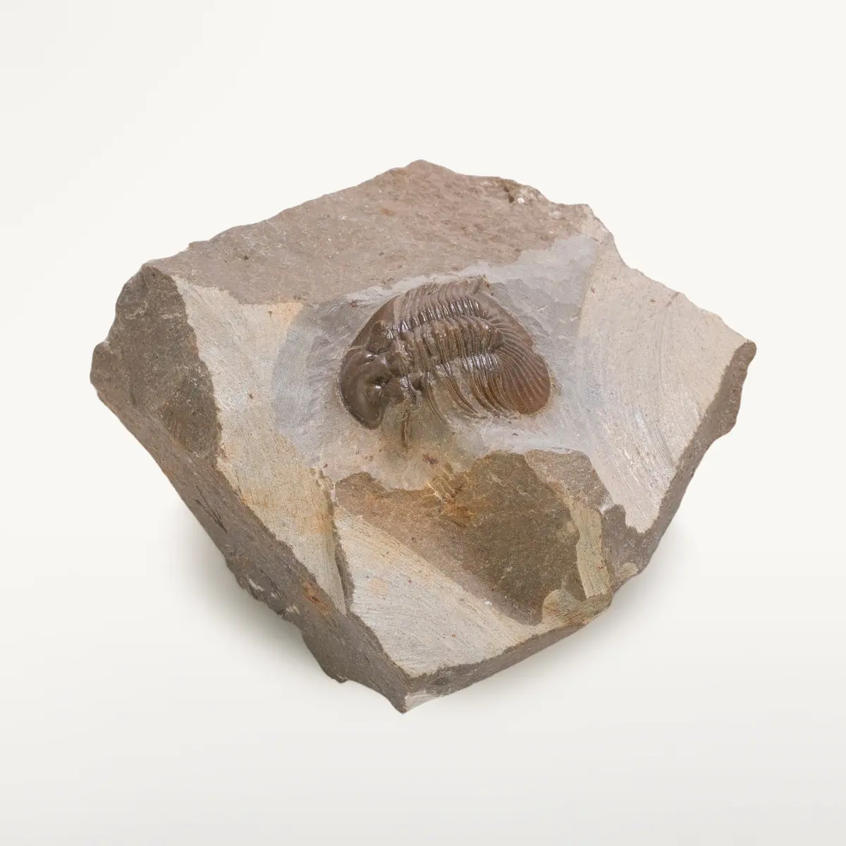 Scabriscutellum Trilobite In Matrix From Morocco 1
