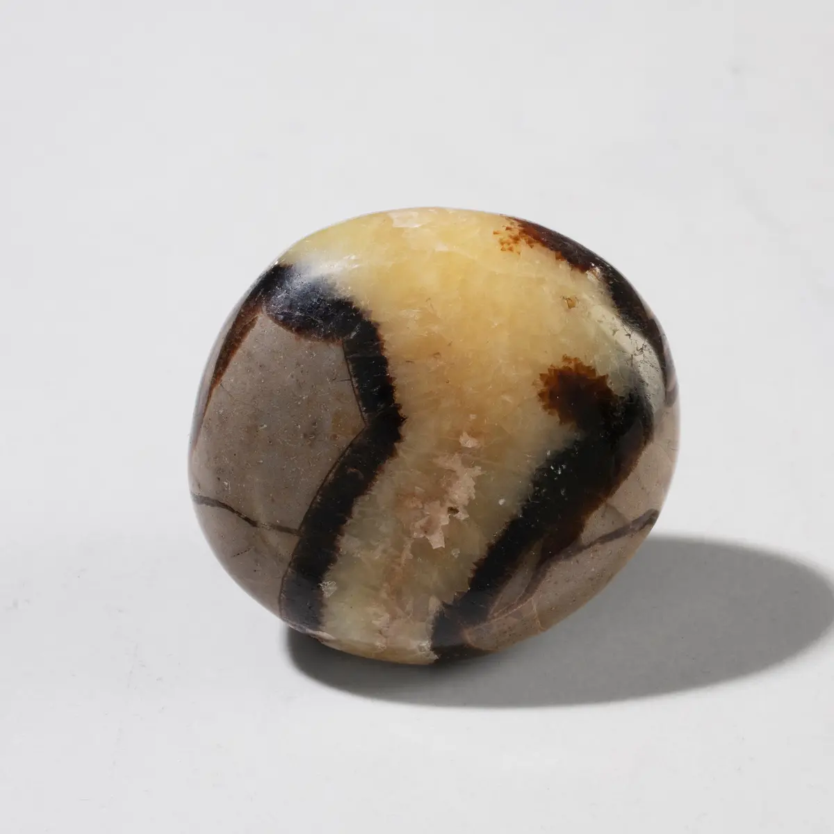 Septarian Palm Stone 1