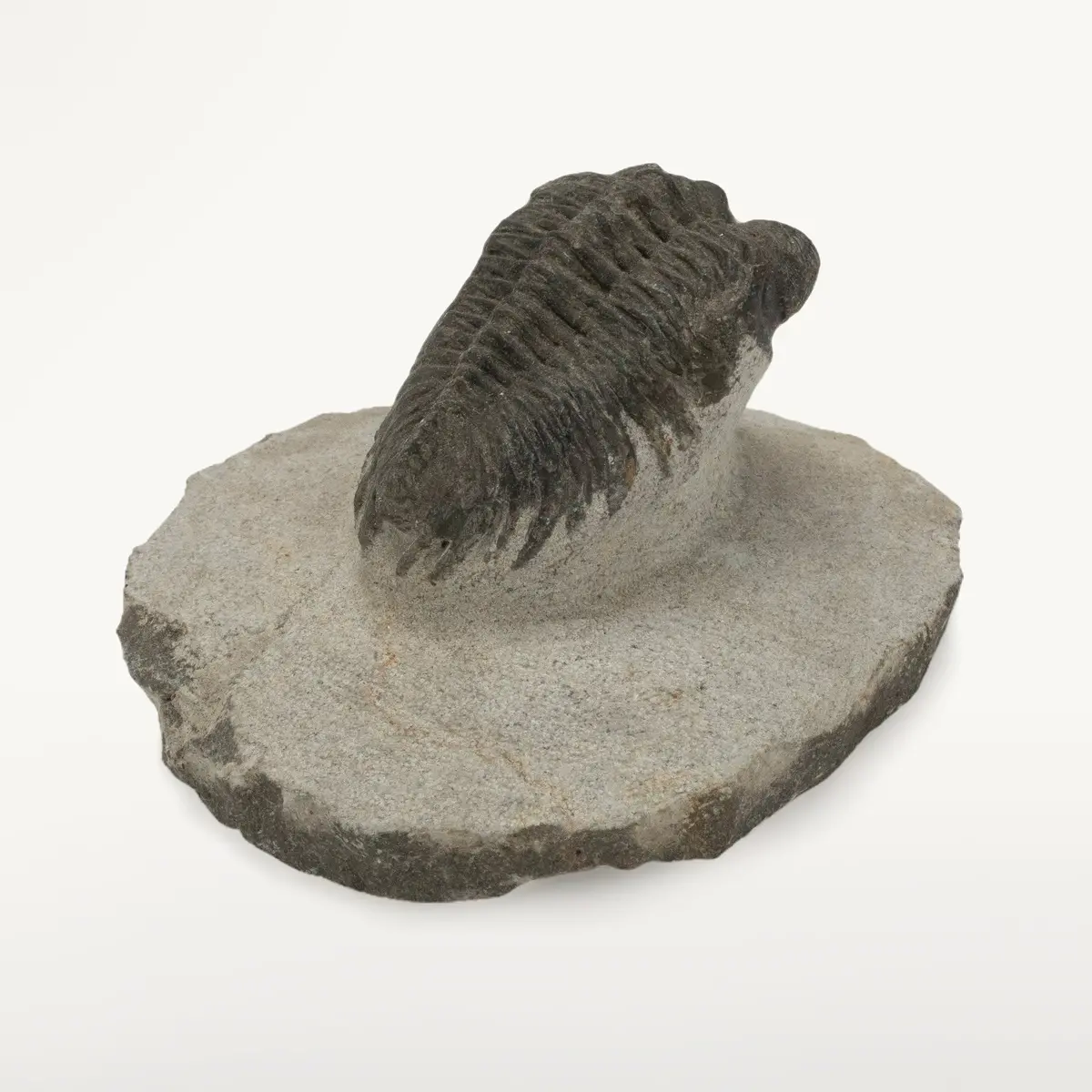 Small Trilobite In Matrix From Morocco 1