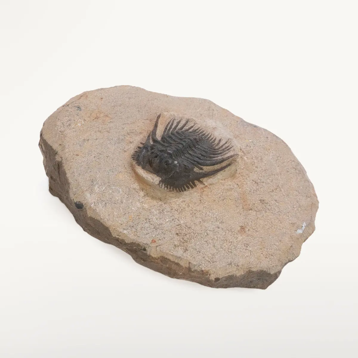 Spiny Leonaspis Trilobite In Matrix From Morocco 1