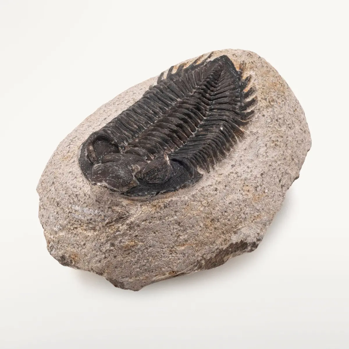 Tr200 - Trilobite - Morocco 1