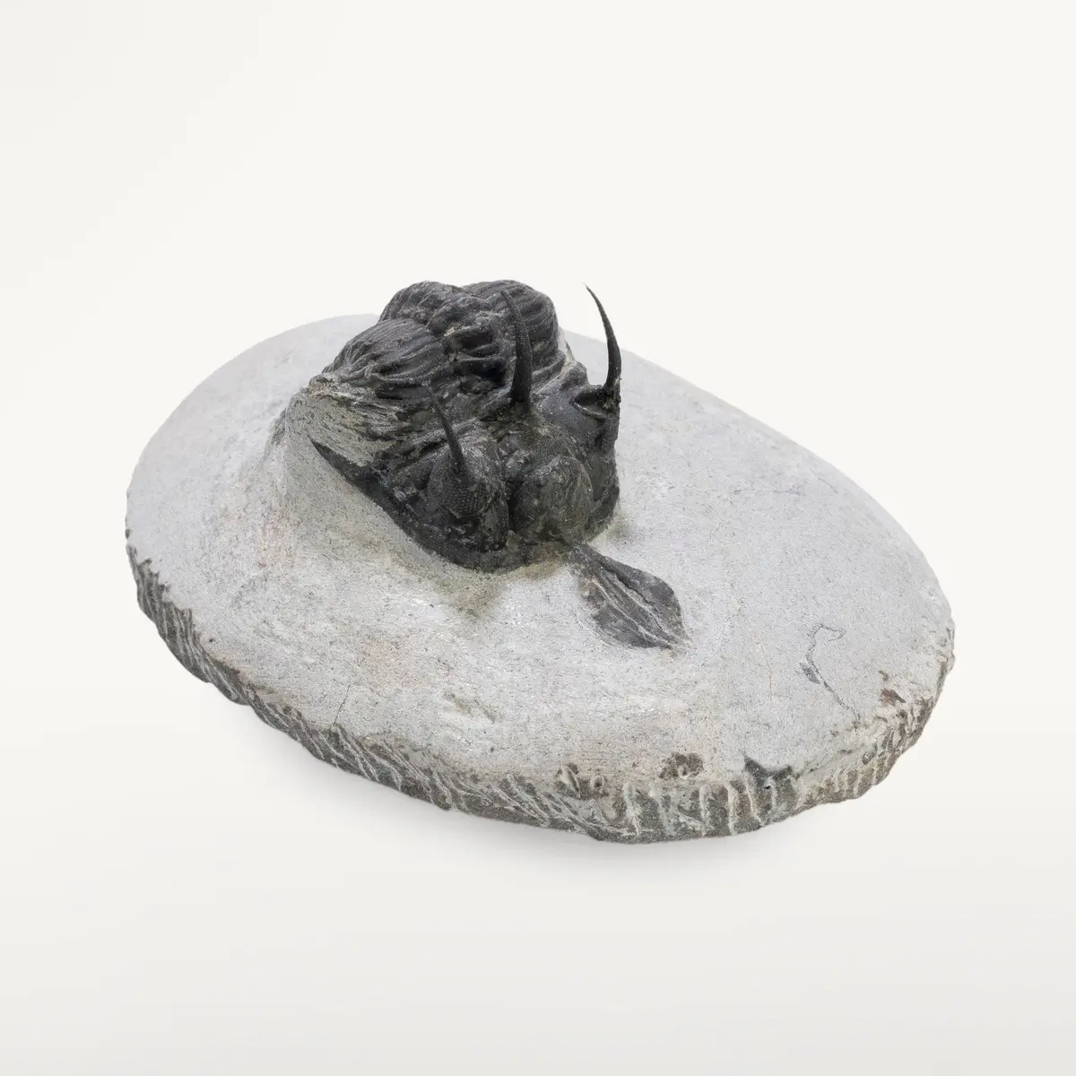 Walliserops Trilobite In Matrix From Morocco - 1.7" 1