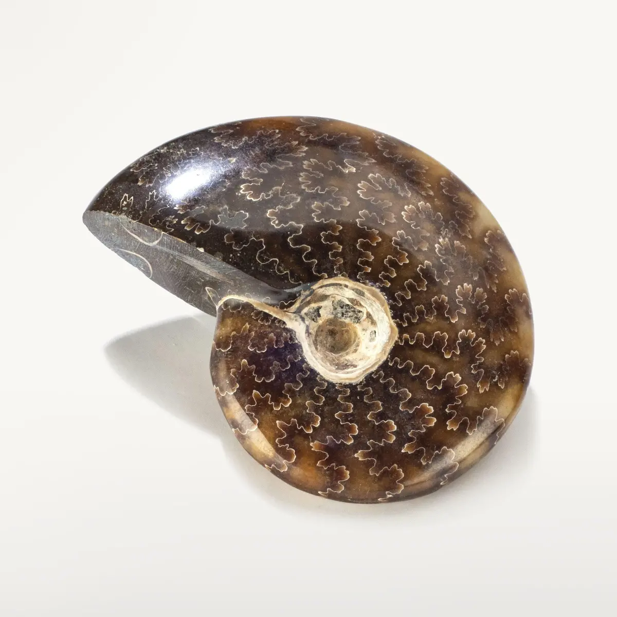 Whole Sutured Ammonite From Madagascar 1