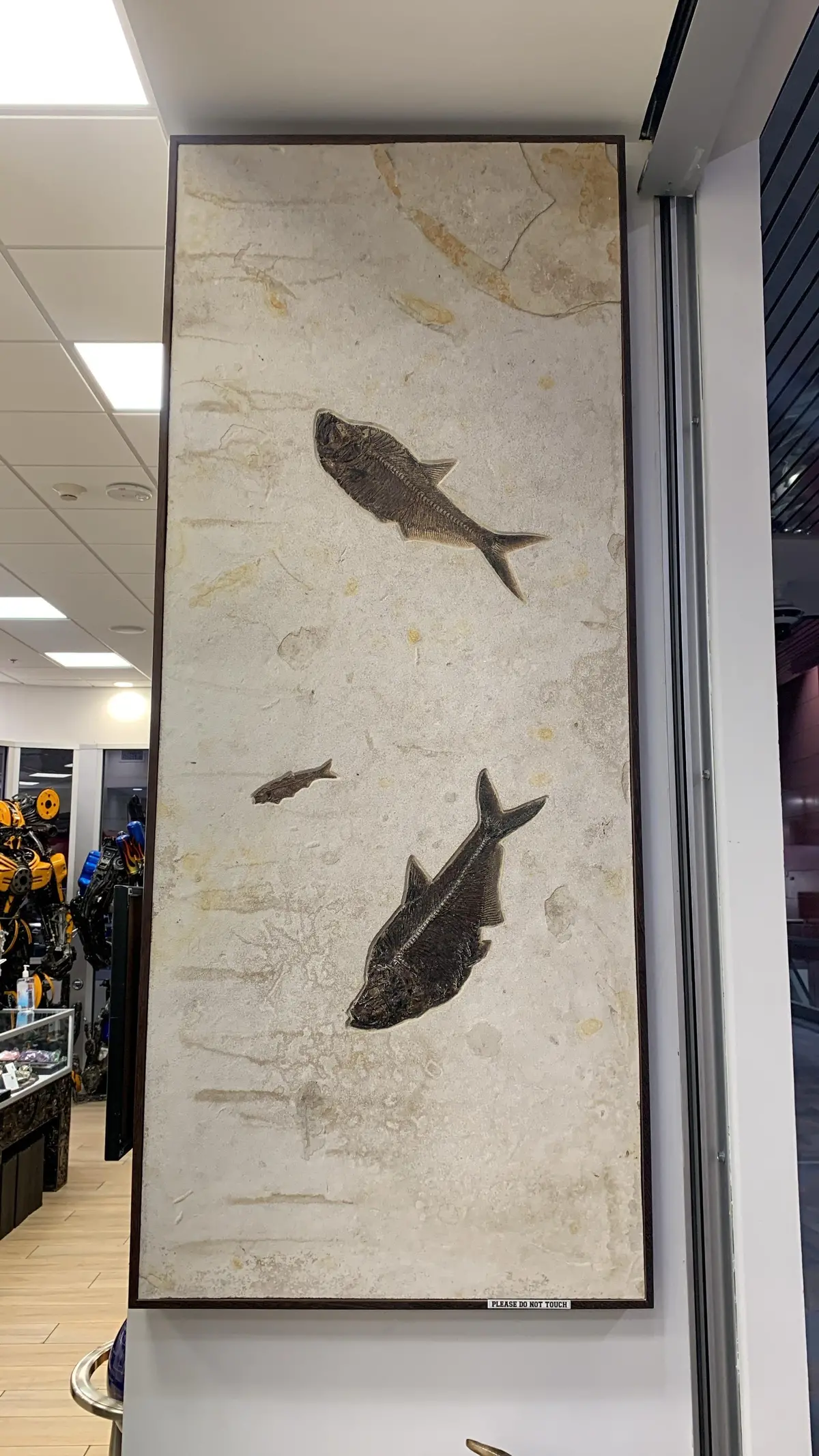36" X 61" Green River Fossil Mural (2 Diplomystus Dentatus &
1 Knightia Eocaena) 1