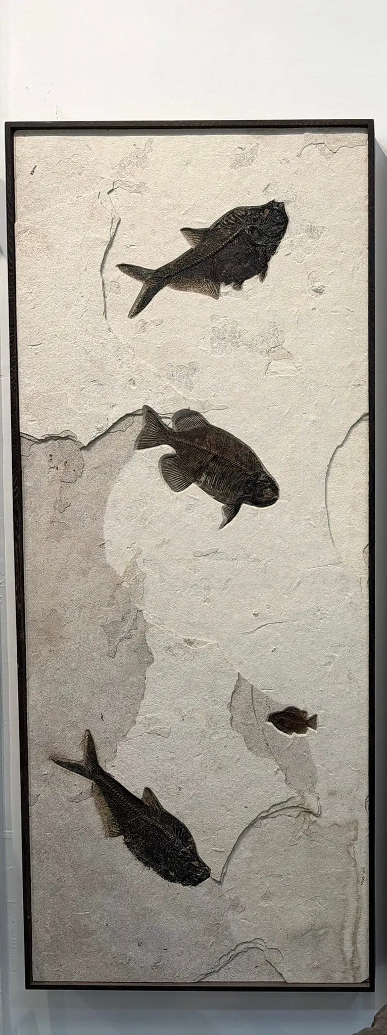 36" X 61" Green River Fossil Mural (2 Diplomystus Dentatus, 1 Phareodus Testis & 1 Cockeralites Liops) 1